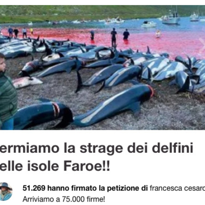 La strage di 1500 delfini bianchi?  Si ripeterà se non faremo tutti qualcosa