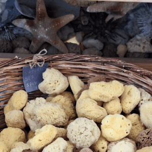 In crociera fra Croazia, Montenegro e Grecia  Fra tartarughe, gatti e……. colpi di spugna