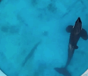 KShamenk, il gigante del mare prigioniero  da più di 30 anni in una minuscola vasca