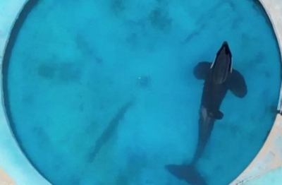 KShamenk, il gigante del mare prigioniero  da più di 30 anni in una minuscola vasca