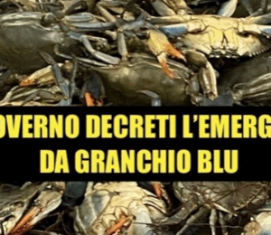 Il granchio blu lascia i pescatori senza cibo?  La politica ha la soluzione: “basta mangiarlo”
