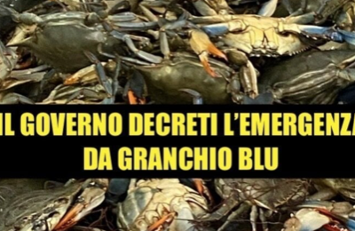 Il granchio blu lascia i pescatori senza cibo?  La politica ha la soluzione: "basta mangiarlo"