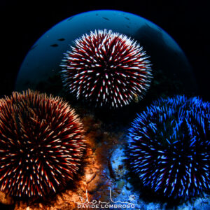 Campionati mondiali di foto subacquea,  l’Italia “riemerge” con 7 medaglie al collo