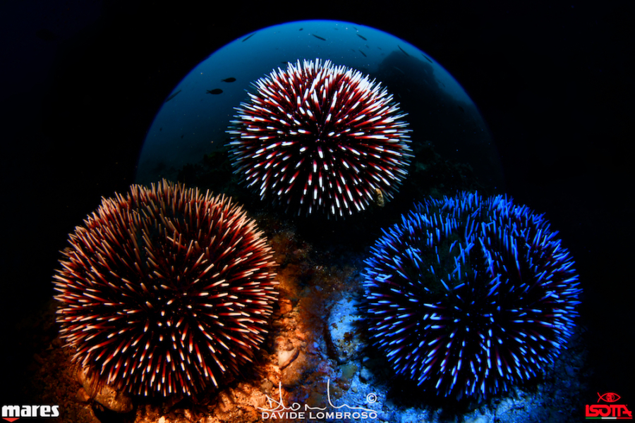 Campionati mondiali di foto subacquea,  l'Italia "riemerge" con 7 medaglie al collo