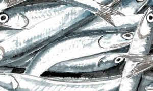 Un pescatore cuoco aiuta a scegliere, pulire  e cucinare pesci e molluschi dell’Adriatico