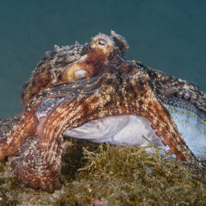 Fotografia subacquea, così la Liguria  ha conquistato il titolo di “capitale italiana”