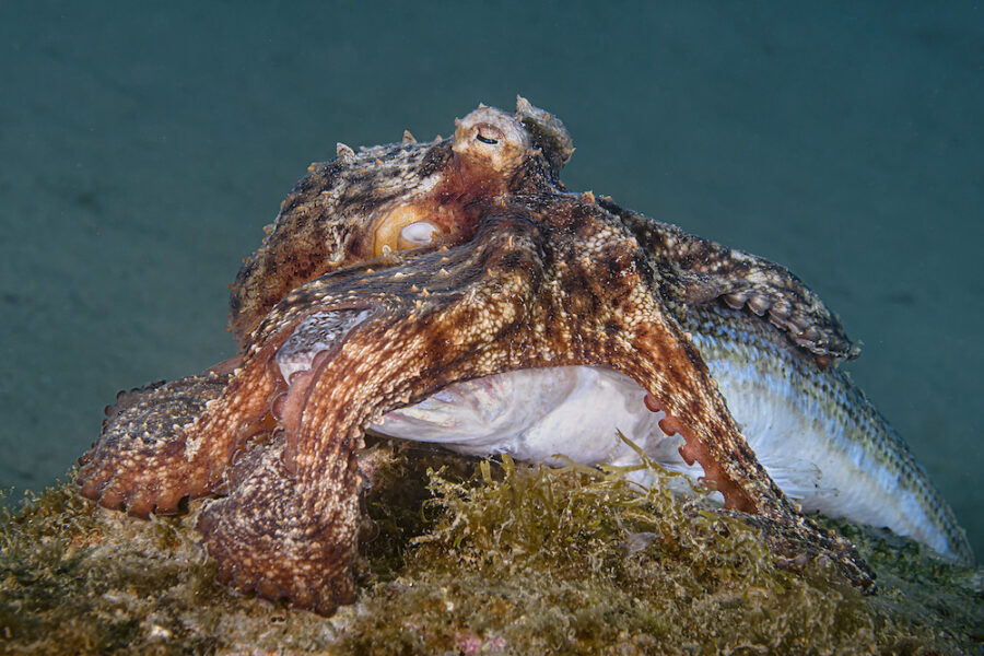Fotografia subacquea, così la Liguria  ha conquistato il titolo di "capitale italiana"