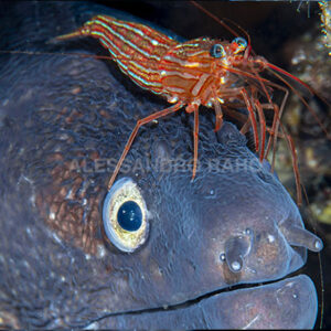 Foto sott’acqua? C’è chi sogna di scattare un “primo piano” a uno squalo azzurro