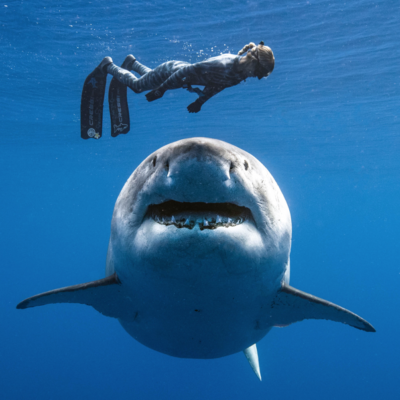 Ocean Ramsey, la biologa che ha scolpito  nel nome il destino di proteggere il mare