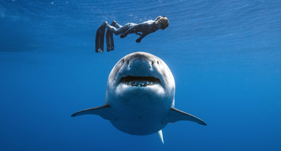 Ocean Ramsey, la biologa che ha scolpito  nel nome il destino di proteggere il mare