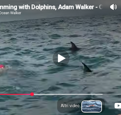 L'emozionante video del branco di delfini che ha difeso un nuotatore da uno squalo bianco