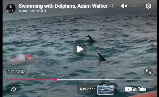 L'emozionante video del branco di delfini che ha difeso un nuotatore da uno squalo bianco